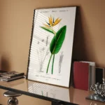Botanical Rose Folio by Pierre-Joseph Redouté